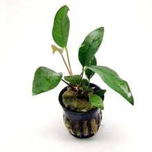 Load image into Gallery viewer, Potted Anubias Frazeri-Aquatic Plants-Glass Grown-Glass Grown Aquatics-Aquarium live fish plants, decor