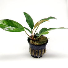 Load image into Gallery viewer, Potted Anubias Frazeri-Aquatic Plants-Glass Grown-Glass Grown Aquatics-Aquarium live fish plants, decor