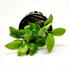 Load image into Gallery viewer, Potted Anubias Nana Gold-Aquatic Plants-Glass Grown-Glass Grown Aquatics-Aquarium live fish plants, decor