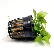 Load image into Gallery viewer, Potted Anubias Nana Gold-Aquatic Plants-Glass Grown-Glass Grown Aquatics-Aquarium live fish plants, decor