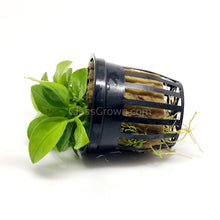 Load image into Gallery viewer, Potted Anubias Nana Gold-Aquatic Plants-Glass Grown-Glass Grown Aquatics-Aquarium live fish plants, decor