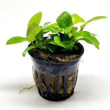 Load image into Gallery viewer, Potted Anubias Nana Gold-Aquatic Plants-Glass Grown-Glass Grown Aquatics-Aquarium live fish plants, decor