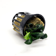 Load image into Gallery viewer, Potted Anubias Nana Petite-Aquatic Plants-Glass Grown-Glass Grown Aquatics-Aquarium live fish plants, decor