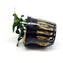 Load image into Gallery viewer, Potted Anubias Nana Petite-Aquatic Plants-Glass Grown-Glass Grown Aquatics-Aquarium live fish plants, decor