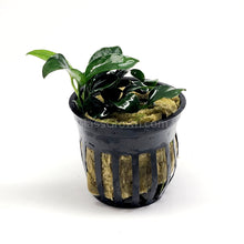 Load image into Gallery viewer, Potted Anubias Nana Petite-Aquatic Plants-Glass Grown-Glass Grown Aquatics-Aquarium live fish plants, decor