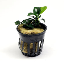 Load image into Gallery viewer, Potted Anubias Nana Petite-Aquatic Plants-Glass Grown-Glass Grown Aquatics-Aquarium live fish plants, decor