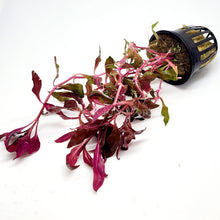 Load image into Gallery viewer, Potted Scarlet Temple-Aquatic Plants-Glass Grown-Glass Grown Aquatics-Aquarium live fish plants, decor