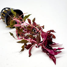 Load image into Gallery viewer, Potted Scarlet Temple-Aquatic Plants-Glass Grown-Glass Grown Aquatics-Aquarium live fish plants, decor