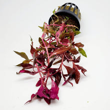 Load image into Gallery viewer, Potted Scarlet Temple-Aquatic Plants-Glass Grown-Glass Grown Aquatics-Aquarium live fish plants, decor