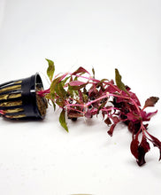 Load image into Gallery viewer, Bunch Scarlet Temple (Alternanthera Reineckii)-Aquatic Plants-Glass Grown-Bunch-Glass Grown Aquatics-Aquarium live fish plants, decor