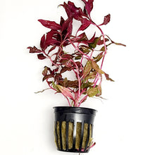 Load image into Gallery viewer, Potted Scarlet Temple-Aquatic Plants-Glass Grown-Glass Grown Aquatics-Aquarium live fish plants, decor