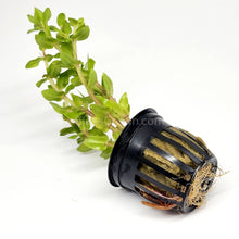 Load image into Gallery viewer, Potted Lemon Bacopa Caroliniana-Aquatic Plants-Glass Grown Aquatics-Glass Grown Aquatics-Aquarium live fish plants, decor