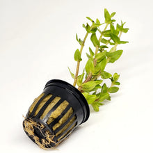 Load image into Gallery viewer, Potted Lemon Bacopa Caroliniana-Aquatic Plants-Glass Grown Aquatics-Glass Grown Aquatics-Aquarium live fish plants, decor