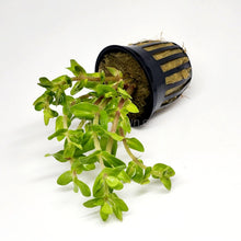 Load image into Gallery viewer, Potted Lemon Bacopa Caroliniana-Aquatic Plants-Glass Grown Aquatics-Glass Grown Aquatics-Aquarium live fish plants, decor