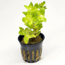 Load image into Gallery viewer, Lemon Bacopa Caroliniana-Aquatic Plants-Glass Grown Aquatics-Bunch-Glass Grown Aquatics-Aquarium live fish plants, decor