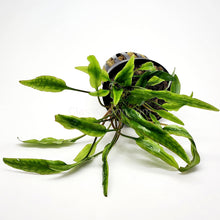 Load image into Gallery viewer, Potted Cryptocoryne Lutea-Aquatic Plants-Glass Grown-Glass Grown Aquatics-Aquarium live fish plants, decor