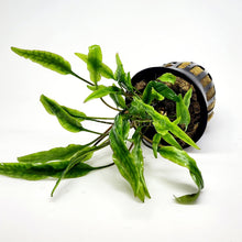 Load image into Gallery viewer, Potted Cryptocoryne Lutea-Aquatic Plants-Glass Grown-Glass Grown Aquatics-Aquarium live fish plants, decor