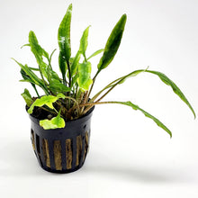 Load image into Gallery viewer, Potted Cryptocoryne Lutea-Aquatic Plants-Glass Grown-Glass Grown Aquatics-Aquarium live fish plants, decor