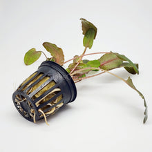 Load image into Gallery viewer, Potted Cryptocoryne Wendtii Tropica-Aquatic Plants-Glass Grown-Glass Grown Aquatics-Aquarium live fish plants, decor