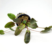 Load image into Gallery viewer, Potted Cryptocoryne Wendtii Tropica-Aquatic Plants-Glass Grown-Glass Grown Aquatics-Aquarium live fish plants, decor