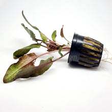 Load image into Gallery viewer, Potted Cryptocoryne Wendtii Bronze-Aquatic Plants-Glass Grown-Glass Grown Aquatics-Aquarium live fish plants, decor
