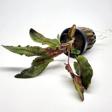 Load image into Gallery viewer, Cryptocoryne Wendtii Bronze Pots NYE-Aquatic Plants-Glass Grown-1 Pot-Glass Grown Aquatics-Aquarium live fish plants, decor
