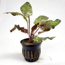 Load image into Gallery viewer, Cryptocoryne Wendtii Bronze Pots NYE-Aquatic Plants-Glass Grown-1 Pot-Glass Grown Aquatics-Aquarium live fish plants, decor