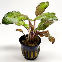 Load image into Gallery viewer, Cryptocoryne Wendtii Bronze Pots NYE-Aquatic Plants-Glass Grown-1 Pot-Glass Grown Aquatics-Aquarium live fish plants, decor