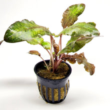 Load image into Gallery viewer, Cryptocoryne Wendtii Bronze Pots NYE-Aquatic Plants-Glass Grown-1 Pot-Glass Grown Aquatics-Aquarium live fish plants, decor