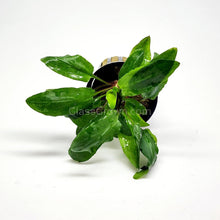 Load image into Gallery viewer, Cryptocoryne Wendtii Green 3-10 Pots NYE-Aquatic Plants-Glass Grown-1 Pot-Glass Grown Aquatics-Aquarium live fish plants, decor