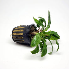 Load image into Gallery viewer, Cryptocoryne Wendtii Green 3-10 Pots NYE-Aquatic Plants-Glass Grown-1 Pot-Glass Grown Aquatics-Aquarium live fish plants, decor