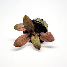 Load image into Gallery viewer, Tissue Culture Cryptocoryne Flamingo-Aquatic Plants-Glass Grown-Glass Grown Aquatics-Aquarium live fish plants, decor