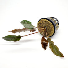 Load image into Gallery viewer, Potted Cryptocoryne Wendtii Red-Aquatic Plants-Glass Grown-Glass Grown Aquatics-Aquarium live fish plants, decor