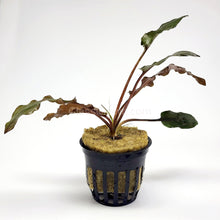 Load image into Gallery viewer, Potted Cryptocoryne Wendtii Red-Aquatic Plants-Glass Grown-Glass Grown Aquatics-Aquarium live fish plants, decor