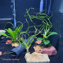 Load image into Gallery viewer, Potted Crinum Calamistratum-Aquatic Plants-Glass Grown-Glass Grown Aquatics-Aquarium live fish plants, decor