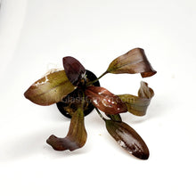 Load image into Gallery viewer, Potted Red Melon Sword-Aquatic Plants-Glass Grown-Glass Grown Aquatics-Aquarium live fish plants, decor