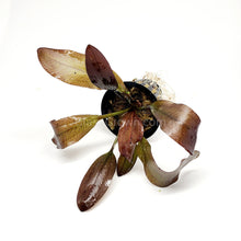 Load image into Gallery viewer, Potted Red Melon Sword-Aquatic Plants-Glass Grown-Glass Grown Aquatics-Aquarium live fish plants, decor