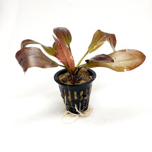 Load image into Gallery viewer, Potted Red Melon Sword-Aquatic Plants-Glass Grown-Glass Grown Aquatics-Aquarium live fish plants, decor