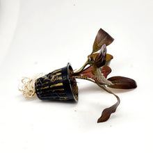 Load image into Gallery viewer, Potted Red Melon Sword-Aquatic Plants-Glass Grown-Glass Grown Aquatics-Aquarium live fish plants, decor