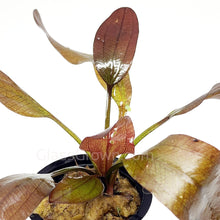 Load image into Gallery viewer, 1 CENT SAMPLE Red Melon Sword Loose-Aquatic Plants-Glass Grown-Glass Grown Aquatics-Aquarium live fish plants, decor