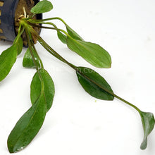 Load image into Gallery viewer, 1 CENT SAMPLE Red Melon Sword Loose-Aquatic Plants-Glass Grown-Glass Grown Aquatics-Aquarium live fish plants, decor