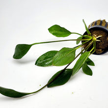 Load image into Gallery viewer, Potted Red Melon Sword-Aquatic Plants-Glass Grown-Glass Grown Aquatics-Aquarium live fish plants, decor