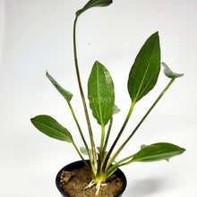 Load image into Gallery viewer, Potted Red Melon Sword-Aquatic Plants-Glass Grown-Glass Grown Aquatics-Aquarium live fish plants, decor