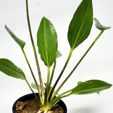 Load image into Gallery viewer, 1 CENT SAMPLE Red Melon Sword Loose-Aquatic Plants-Glass Grown-Glass Grown Aquatics-Aquarium live fish plants, decor