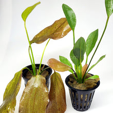 Load image into Gallery viewer, Potted Red Speckled Ozelot Sword-Aquatic Plants-Glass Grown-Glass Grown Aquatics-Aquarium live fish plants, decor