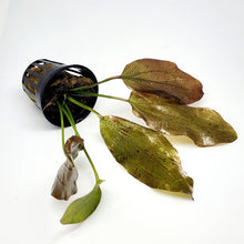 Load image into Gallery viewer, Potted Red Speckled Ozelot Sword-Aquatic Plants-Glass Grown-Glass Grown Aquatics-Aquarium live fish plants, decor