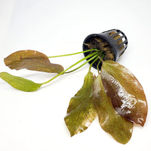 Load image into Gallery viewer, Potted Red Speckled Ozelot Sword-Aquatic Plants-Glass Grown-Glass Grown Aquatics-Aquarium live fish plants, decor