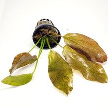 Load image into Gallery viewer, Potted Red Speckled Ozelot Sword-Aquatic Plants-Glass Grown-Glass Grown Aquatics-Aquarium live fish plants, decor