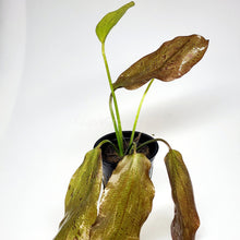 Load image into Gallery viewer, Potted Red Speckled Ozelot Sword-Aquatic Plants-Glass Grown-Glass Grown Aquatics-Aquarium live fish plants, decor