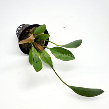 Load image into Gallery viewer, Potted Red Speckled Ozelot Sword-Aquatic Plants-Glass Grown-Glass Grown Aquatics-Aquarium live fish plants, decor